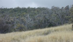 Cordell Forest Grass Transitiion Crop